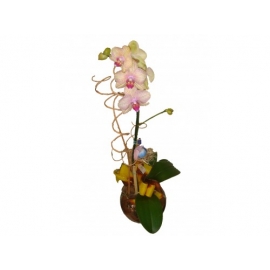 vidro c/ orquídea phalaenopsis