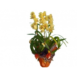 orquídea cymbidium