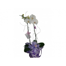orquídea phalaenopsis