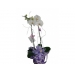 orquídea phalaenopsis